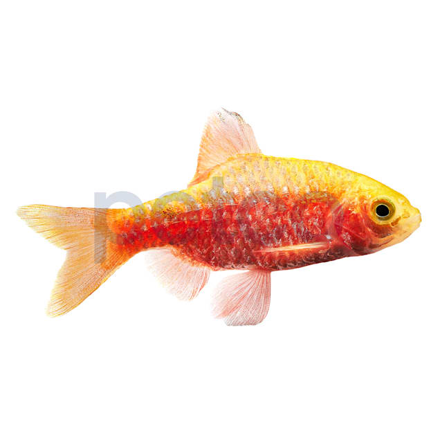 Neon Rosy Barb (Puntius conchonius) - Carousel image #1