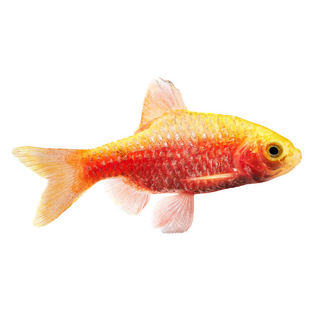 Semi aggressive freshwater fish for sale 2025