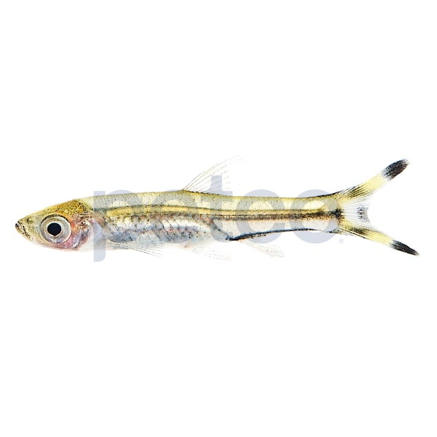 Scissortail top rasbora care
