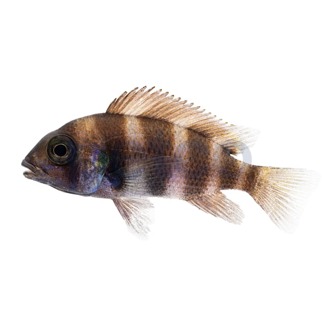 Petco cichlids sales