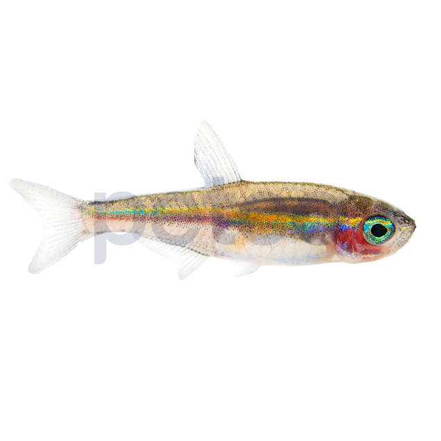 Neon Tetra, Individual - Add To Your Aquarium