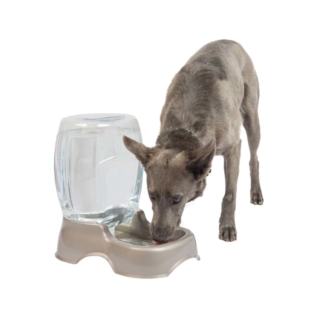 Petco dog water bowl shop