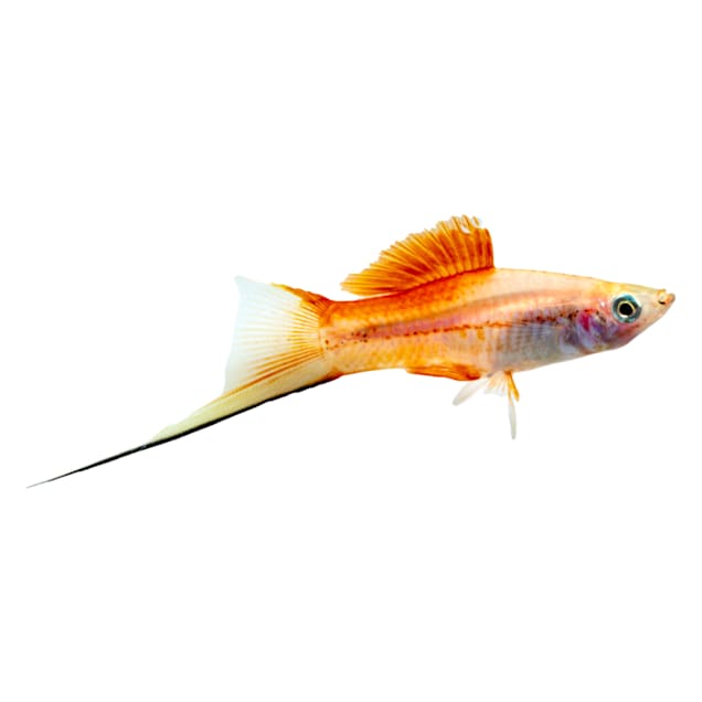 Pineapple Swordtail (Xiphophorus helleri) - Carousel image #1