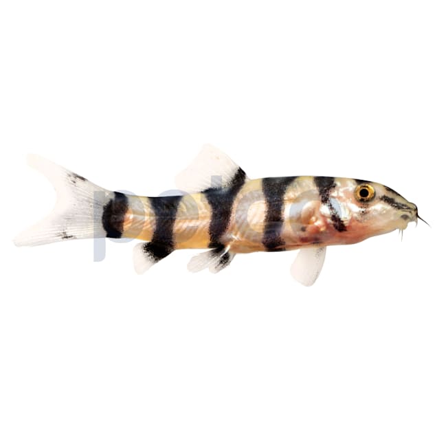 Golden Zebra Loach (Botia histrionica) - Carousel image #1