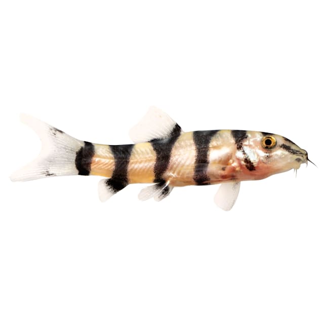 Golden Zebra Loach For Sale Petco