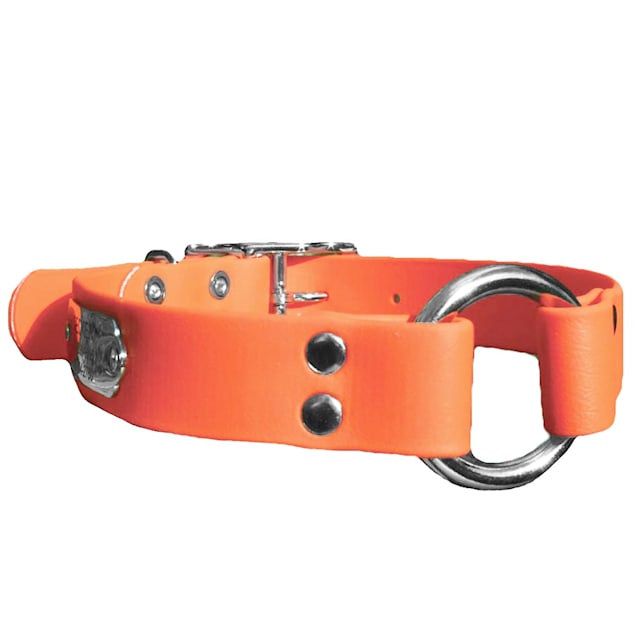 Orange dog collars with nameplate store