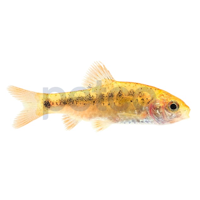 gold barb fish