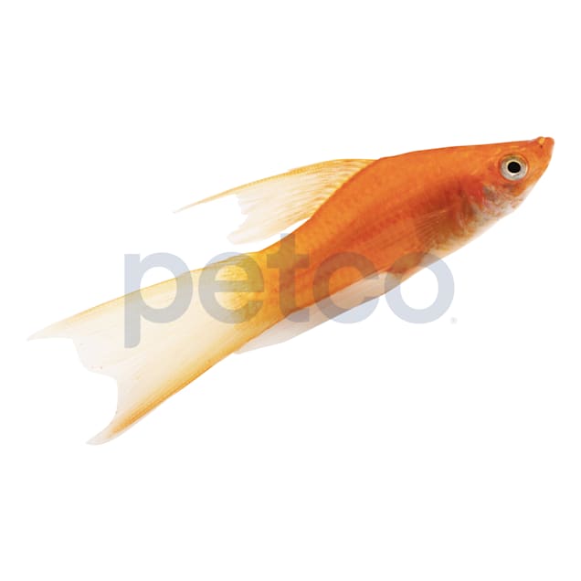 Red Lyretail Swordtail (Xiphophorus helleri) - Carousel image #1