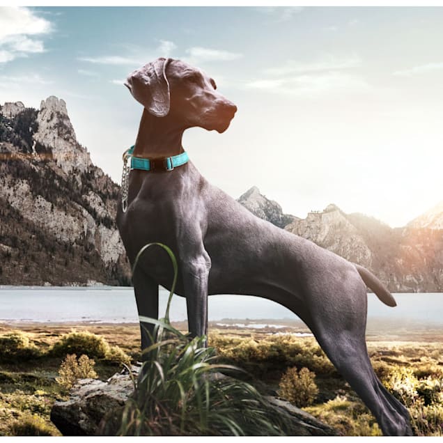 Petco dog chains shop
