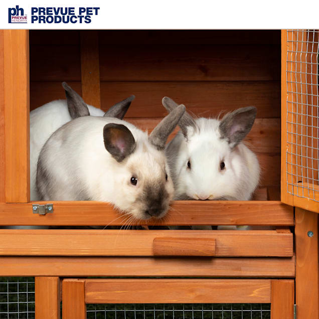 How Do Rabbits Exercise?, Rabbit Hutches, Rabbits, Guide