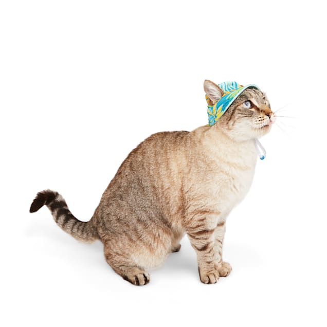 Petco cat hat clearance