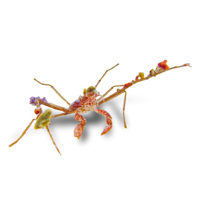 Decorator Arrow Crab (Stenorphynchus sp.) - Carousel image #1