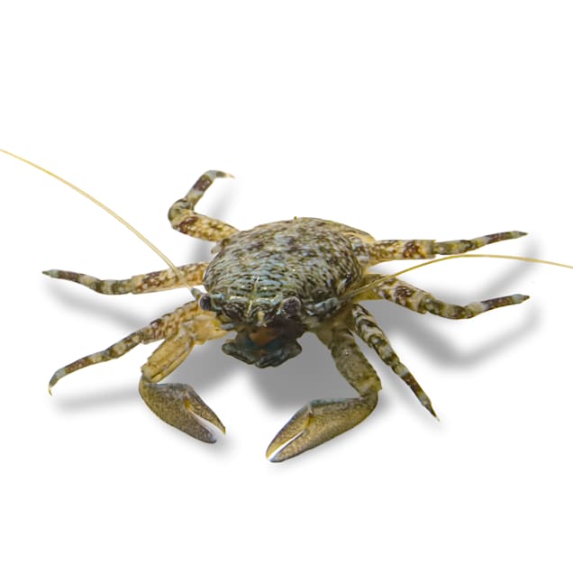Porcelain Crab (Petrolisthes sp.) - Carousel image #1