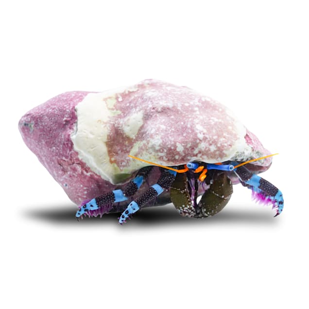 Blue Knuckle Hermit Crab (Calcinus elegans) - Carousel image #1
