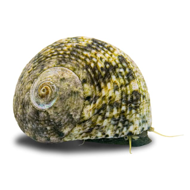 Margarite Snail (Margarites pupillus) - Carousel image #1