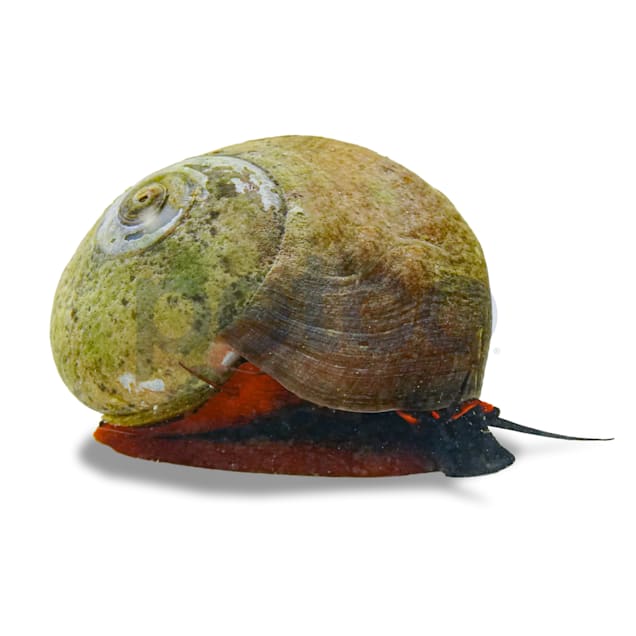 Red Collar Snail (Norrisia norrisi)