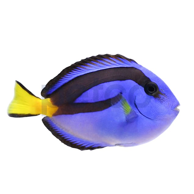 Blue tang, facts and photos