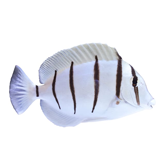 Convict Tang (Acanthurus triostegus) - Small - Carousel image #1