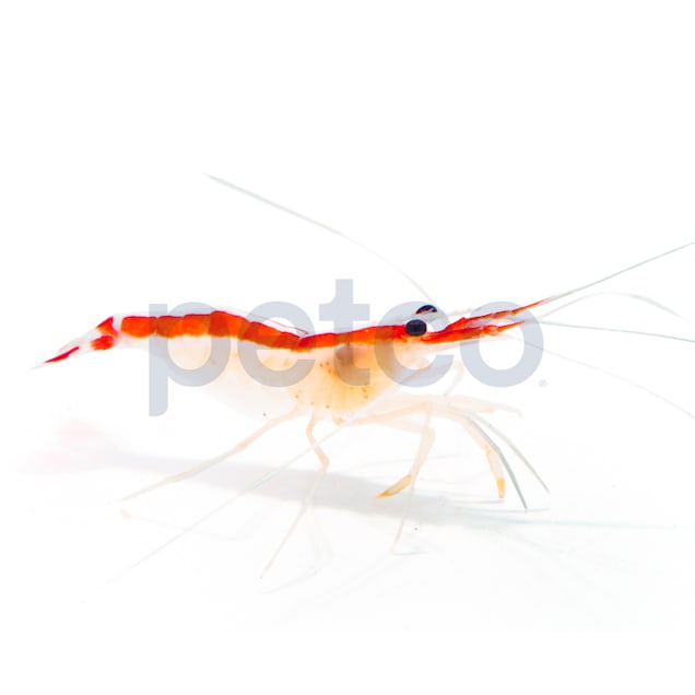 Skunk Cleaner Shrimp, 2" L - Carousel image #1