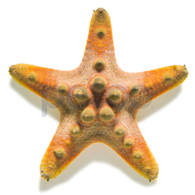 How to Preserve a Starfish for a Decoration: 11 Steps