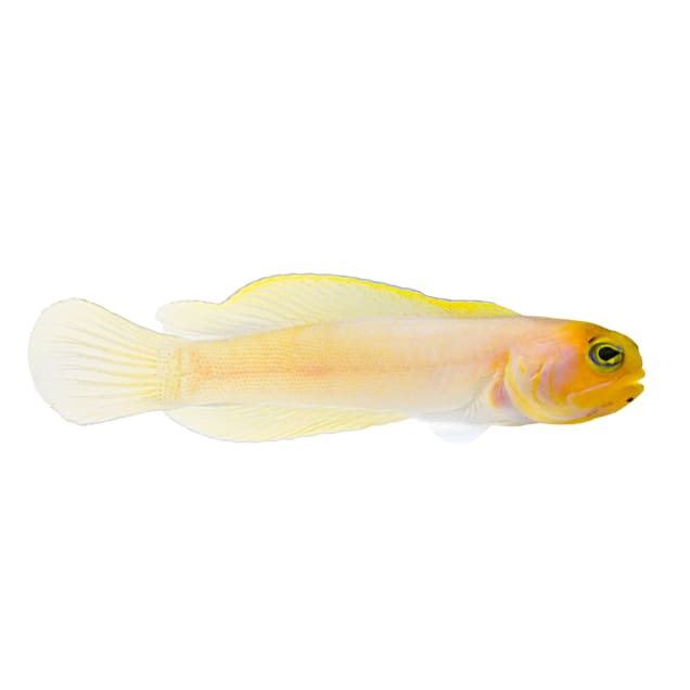 Yellowhead Jawfish (Opistognathus aurifons) - Carousel image #1
