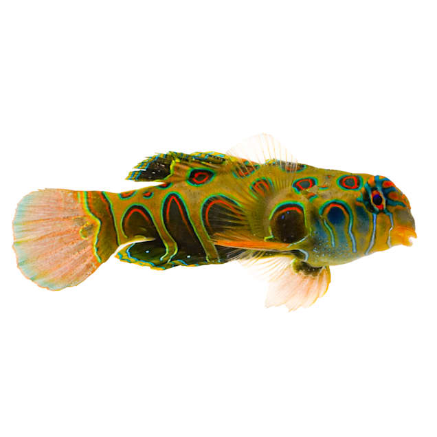 Spotted Mandarin Goby (Synchiropus picturatus) - Small - Carousel image #1