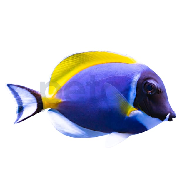 Powder Blue Tang - Georgia Aquarium