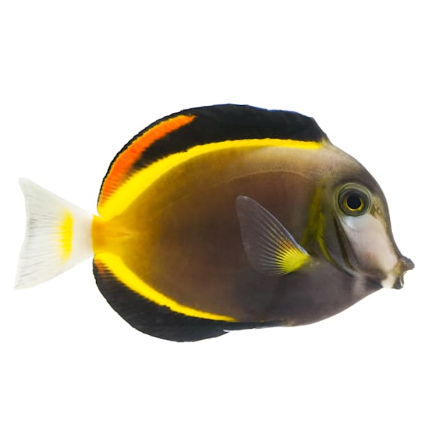 Powder Brown Tang (Acanthurus japonicus) - Small - Carousel image #1
