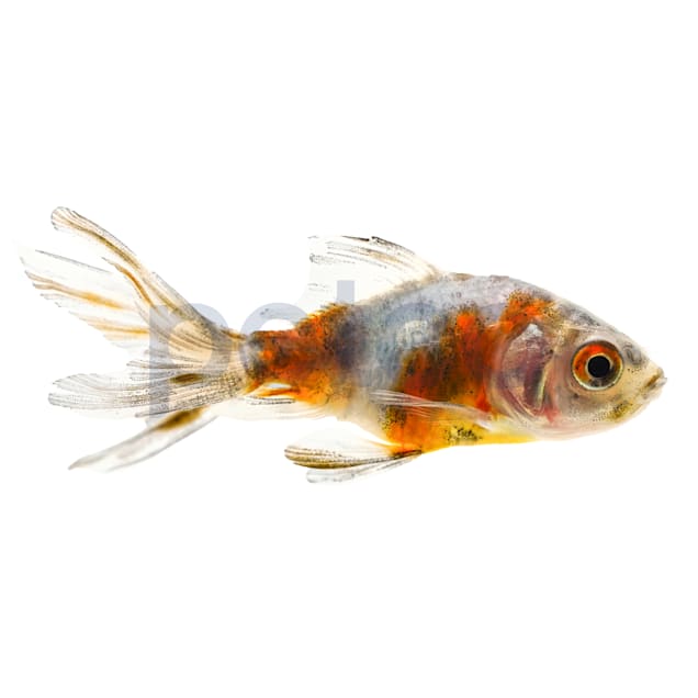 Calico Fantail Goldfish For Sale - Small