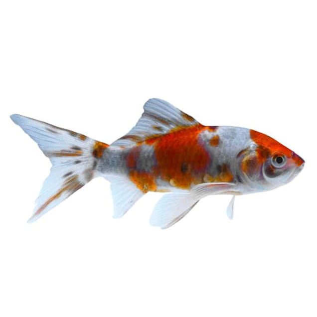 Shubunkin Goldfish (Carassius auratus) - Small - Carousel image #1