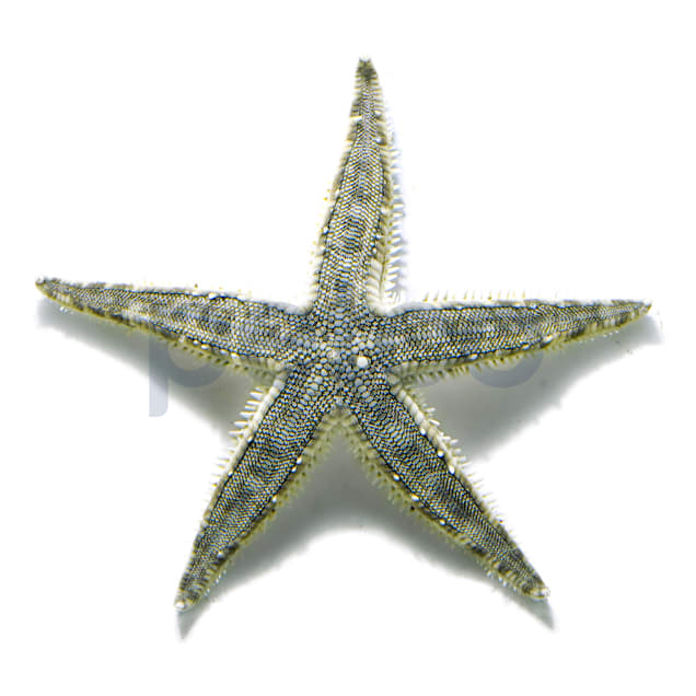 Starfish go five ways, but two ways when stressed