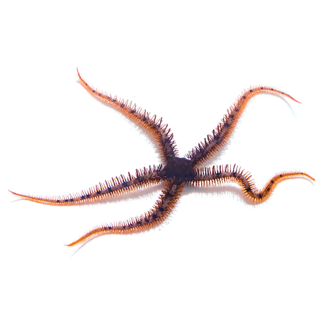Red Brittle Star (Ophiocoma sp.) - Carousel image #1