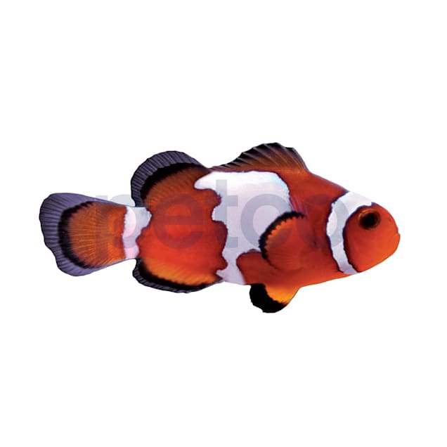 Black Ice Clownfish Amphiprion Ocellaris Petco