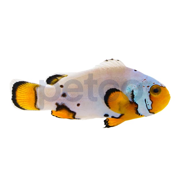 Frostbite Clownfish For Sale