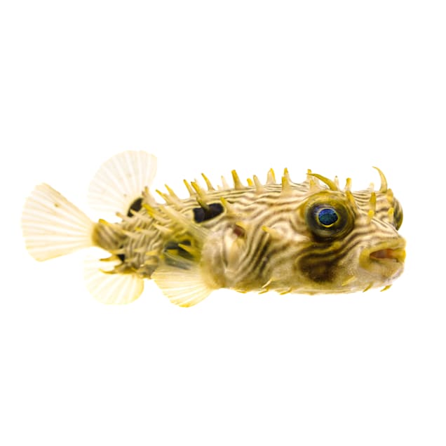 Spiny Box Burrfish (Chilomycterus schoepfii) - Carousel image #1