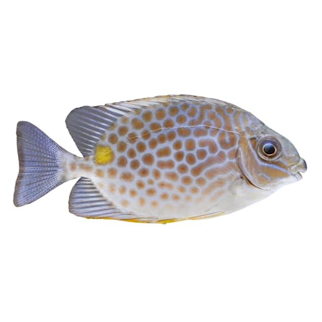 Yellow Blotch Rabbitfish (Siganus guttatus) - Carousel image #1