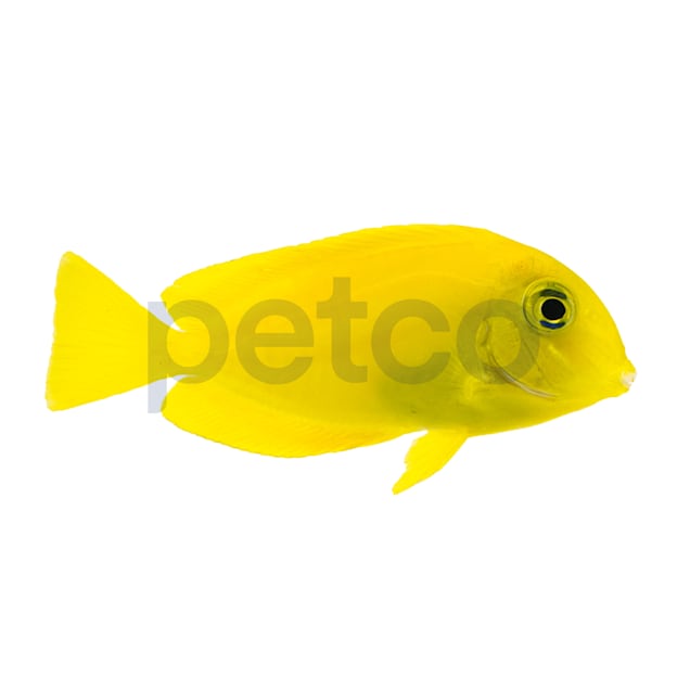 Juvenile Orange Shoulder Tang (Acanthurus olivaceus) - Small - Carousel image #1