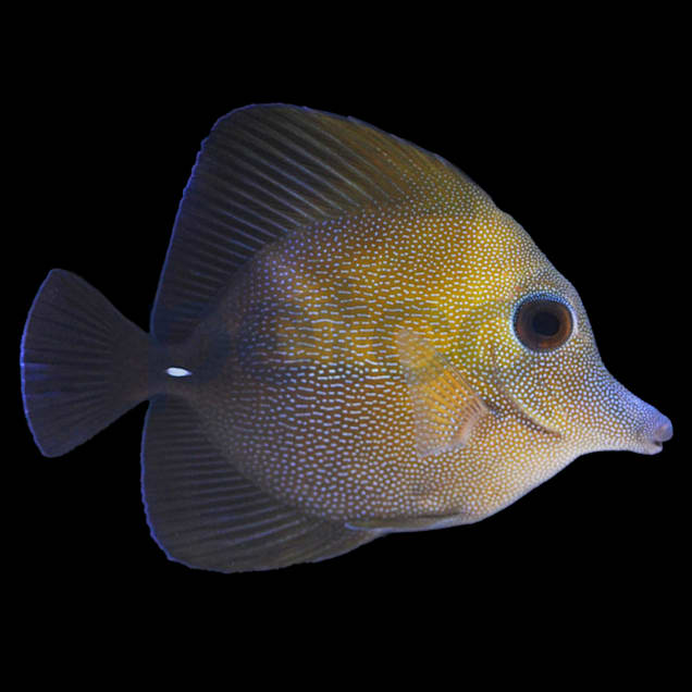 Yellow tang petco sale