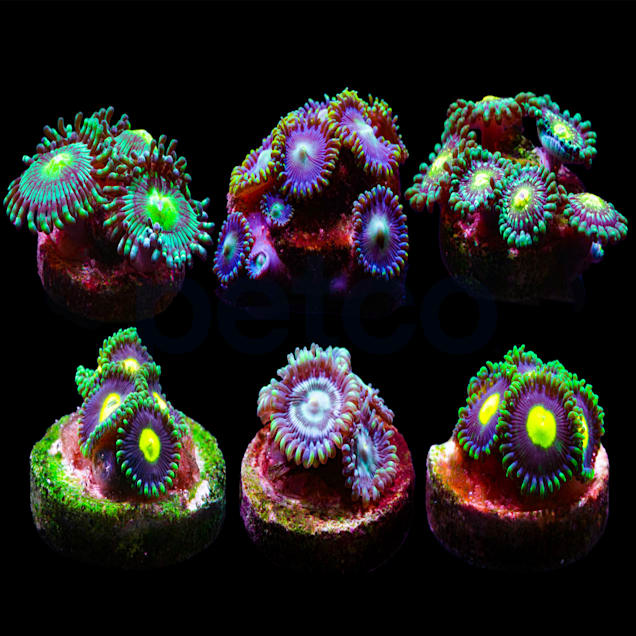 Aquacultured Assorted Ultra Caribbean Zoa Frag (Zoanthid sp.)