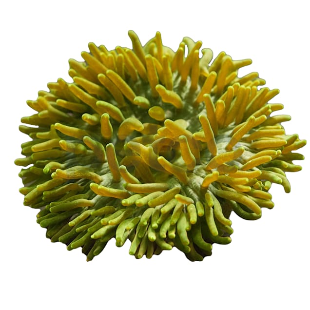 Long Tentacle Anemone For Sale - Large | Petco