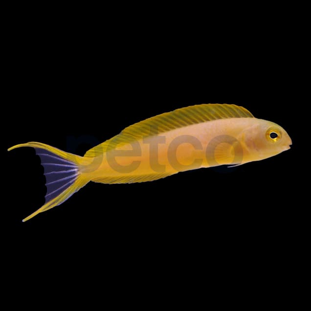 Petco canaries online