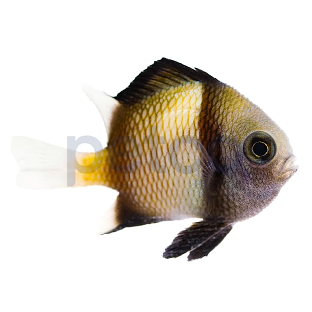 Two Stripe Damsel (Dascyllus reticulatus) - Carousel image #1