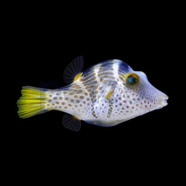 Freshwater puffer fish for sale petco discount