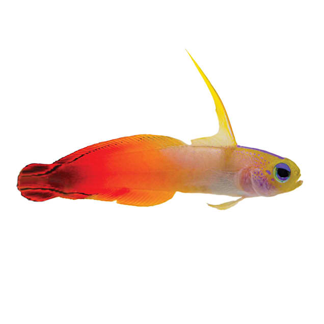 Firefish (Nemateleotris magnifica) - Carousel image #1