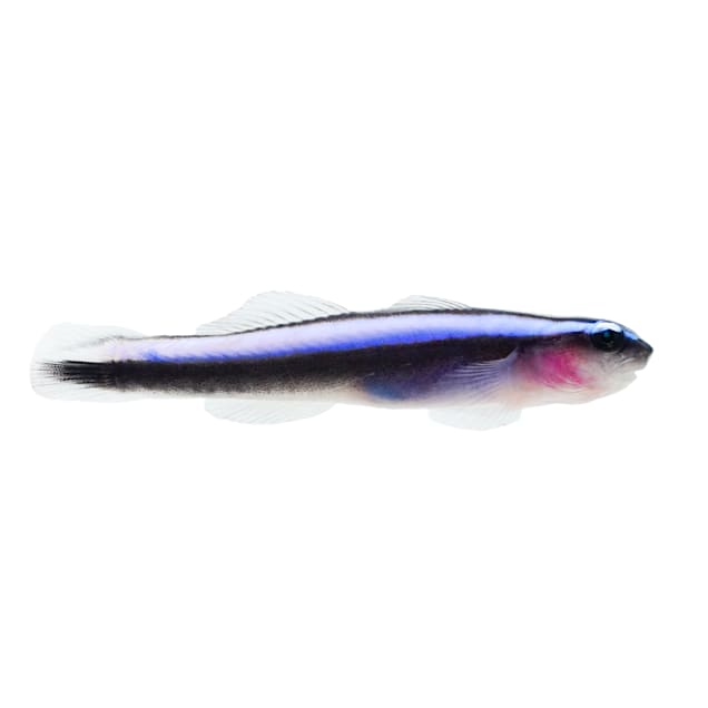 Neon Blue Cleaner Goby (Elacatinus oceanops) - Carousel image #1