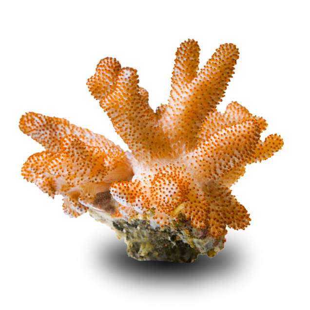 Aquacultured Nano Cauliflower Coral (Cladiella sp.) - Carousel image #1