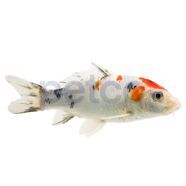 Tricolor Koi For Sale - Large