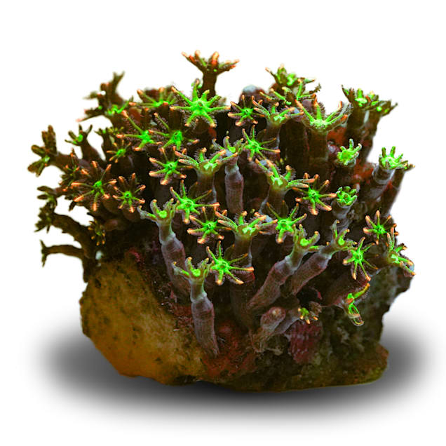Aquacultured Nano Green Clove Coral (Clavularia sp.) - Carousel image #1