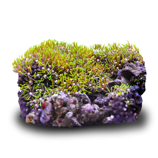 Aquacultured Nano Metallic Green Star Polyp (Briareum or Pachyclavularia sp.) - Carousel image #1