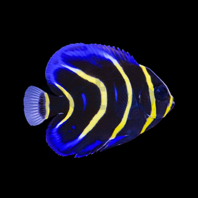 洋書 GONE FISHIN' NEW ANGLES ON PERENNIAL PRO GONE FISHIN': NEW ANGLES ON PERENNIAL PROBLEMS (POWER
